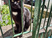 Tavistock celebrity feline Polo goes online
