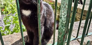 Tavistock celebrity feline Polo goes online