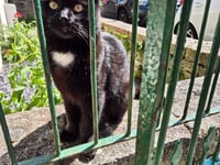 Town's celebrity cat to be honorary citizen