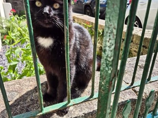 Tavistock celebrity feline Polo goes online