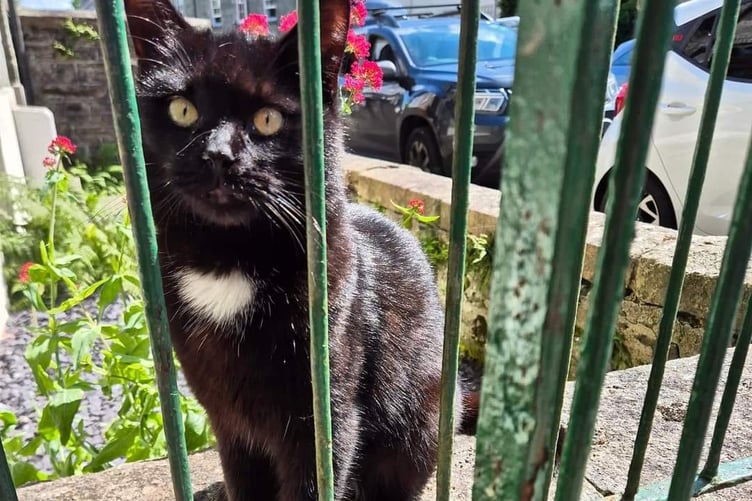 Tavistock's feline explorer Polo now has his own Facebook following after a local resident set up a page to chart his wanderings. (Picture: Hayley Lennox)