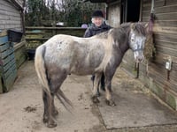 Horse rescue thankful for grant amid financial struggles