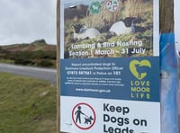 Moor plea for dogs on leads as lambing and nesting season starts