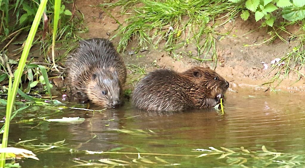 Native species to be reintroduced in England after 400-year absence ...