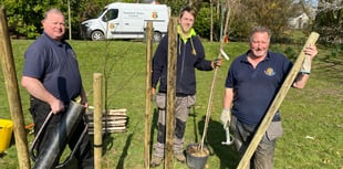 Council plants more trees in Tavistock park