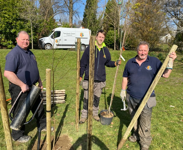 Council plants more trees in Tavistock park