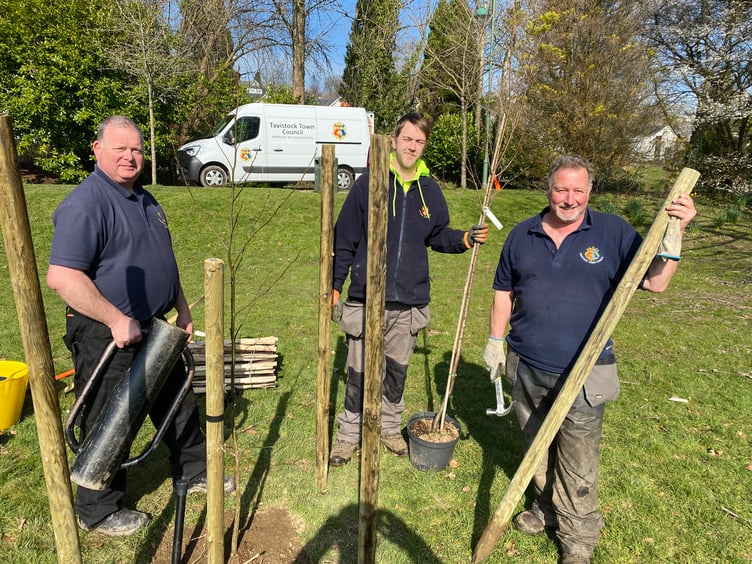 Tavistock Town Council's tree planters Jason Read, Karl Tait and Rob Mcgechie planting the trees in The Meadows