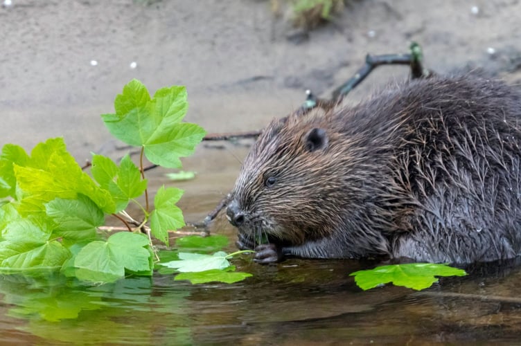 Beaver eating sycamore (c) Beaver Trust