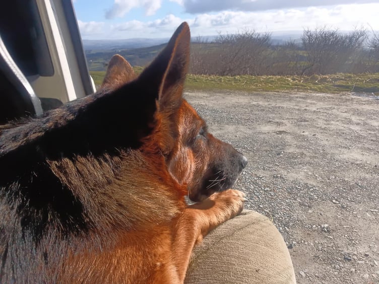 Bee Turner's dog Shelby looking out of their van, which has been their home for nearly a year