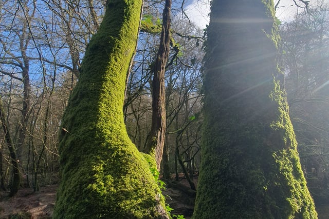 Alice Henderson | An Enchanting Temperate Rainforest: Part One