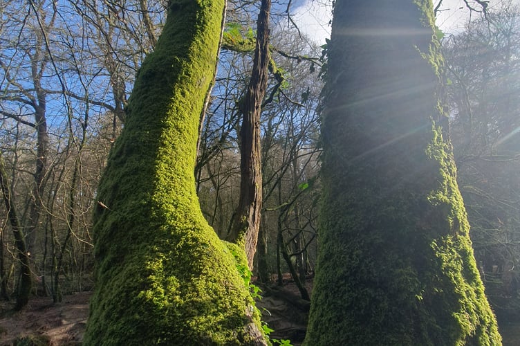 Moss laden trees - Alice Henderson