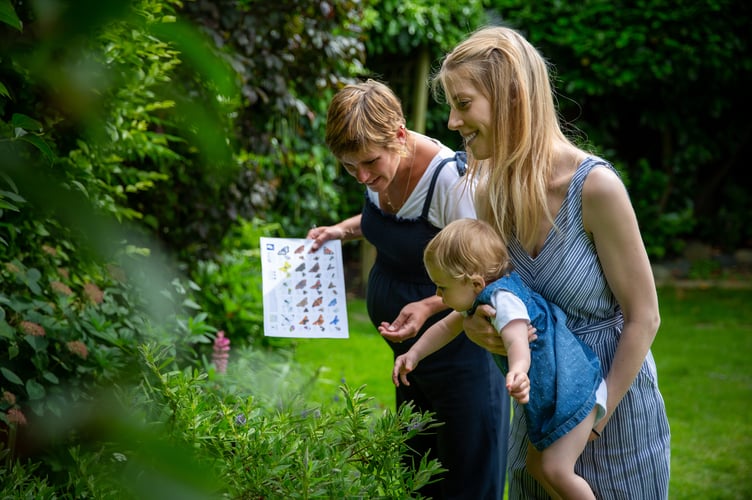 Volunteers are needed to take part in the Big Butterfly Count this summer 