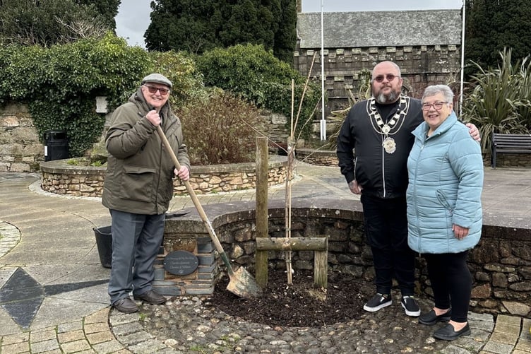 A Cherry Blossom tree planted in St Mary's Square to replace a storm-damaged memorial tree has been vandalised and the top snapped off. (Picture: Callington Town Council)