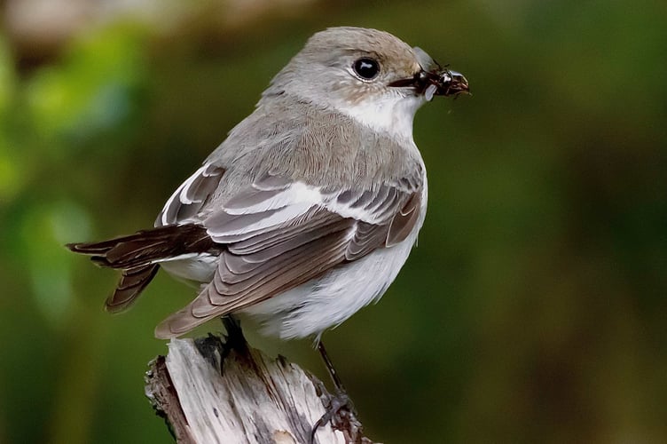 Devon-based amateur photographers are invited to enter a calendar photo competition for the Devon County Show.  An example of is the Pied Fly Catcher at Yarner Wood, Dartmoor, by Steven Sanderson.