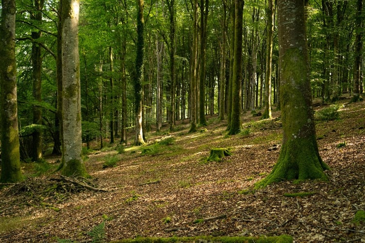 Dense woodland in Devon.