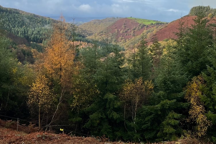 Woodlands on Dartmoor’s National Park.
