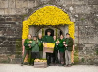 Dancing daffodils draw crowds to Cotehele for festival 