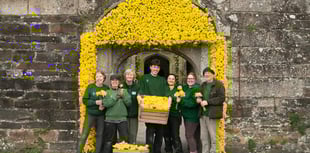 Dancing daffodils draw crowds to Cotehele for festival 