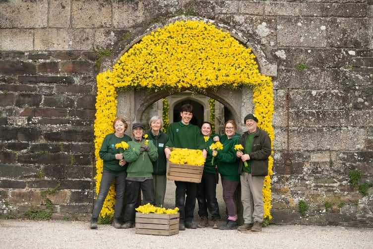 Staff and volunteers complete the daffodil arch at Cotehele for their celebration of the yellow Spring flower. (Picture: National Trust/Steve Haywood)