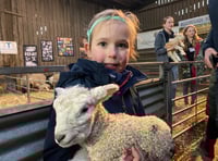 Yelverton farm lambs attract the crowds