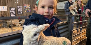 Yelverton farm lambs attract the crowds