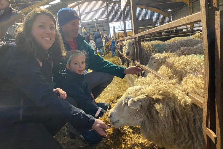Pete, Kirsty and Katy, 4, getting to know the sheep at Greenwell Farm, near Yelverton.