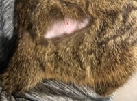 Horror over cats shaved and injected