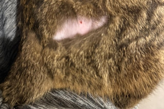 Horror over cats shaved and injected
