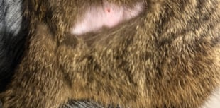 Horror over cats shaved and injected
