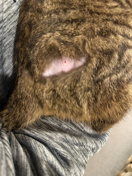 The area where Mufasa the cat appears to have been shaved and injected.