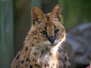 Dartmoor Zoo rescues serval Churchill
