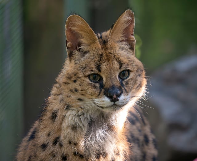 Dartmoor Zoo rescues serval Churchill
