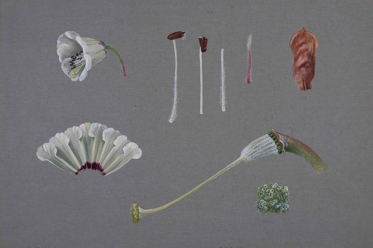 Lilian Snelling Botanical Illustration