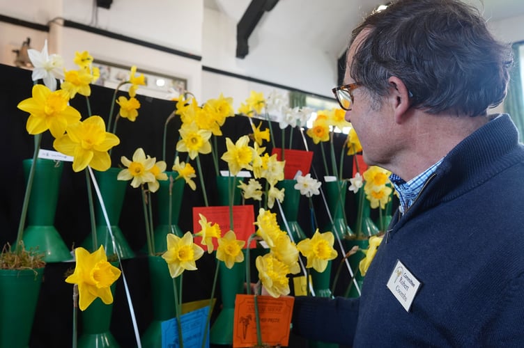 Show committee member Robert Coombs admires his wife Alison's daffodils