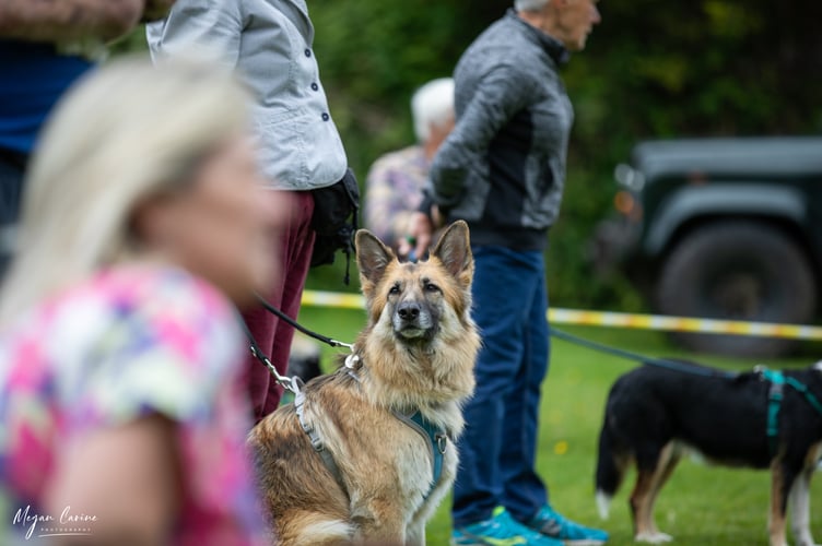 MGAR Novelty Dog Show 