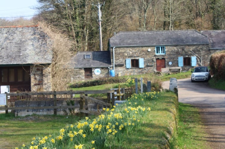 The daffodils were out at Lopwell Dam as the recording of the latest episode of the Nature Connects podcast. (Picture: Tamar Valley National Landscape)