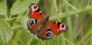 RSPB urges rethink on farming cuts