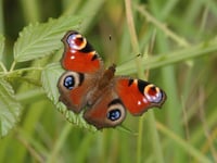RSPB urges rethink on farming cuts