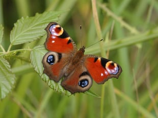 RSPB urges rethink on farming cuts