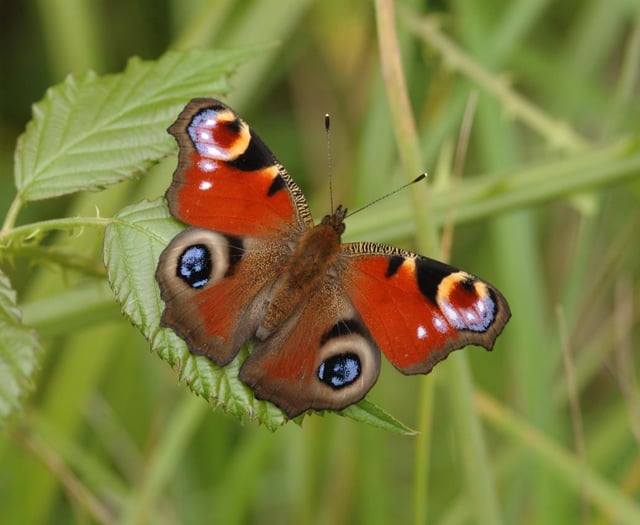 RSPB urges rethink on farming cuts