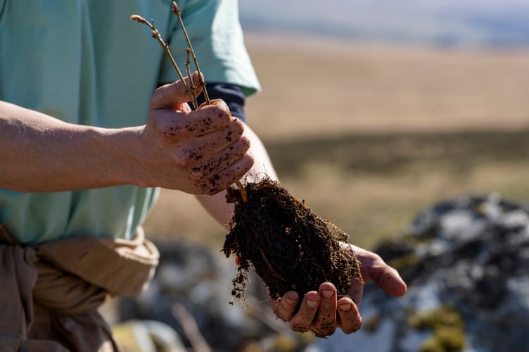 A new sapling from Wistman's Wood.