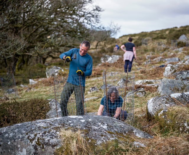 Work underway to double the size of Wistman's Wood