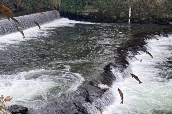April Fools Day joke about seeing fish on Tavistock's legitimate 'salmon leap'.