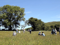 Search for wildflower meadow ‘hidden gems’ across Devon