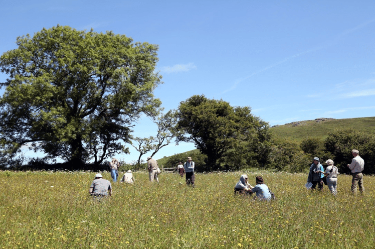 The Big Devon Meadows Count is open to anyone with a meadow in Devon.