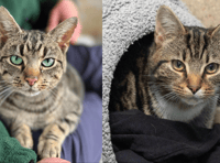 Tavistock cats survive serious injuries