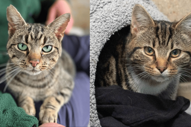 Tavistock cats survive serious injuries