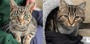 Tavistock cats survive serious injuries