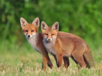 Government to look at trail hunt ban