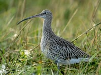 Rare curlews and martens are leaving Dartmoor